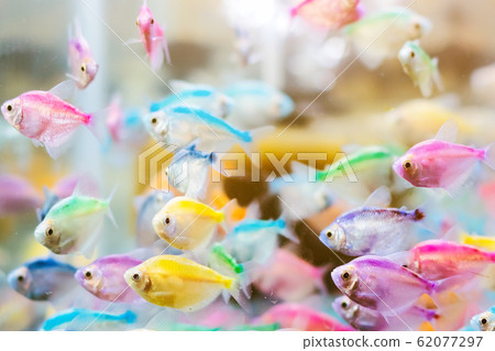 Colorful of small fish (Blue-banded Whiptail) or science name (Pentapodus setosus) swim in a fish tank for sale to be a cute pet. Selective focus. Colorful of small fish (Blue-banded Whiptail) or science name (Pentapodus setosus) swim in a fish tank for sale to be a cute pet. Selective focus. 62077297