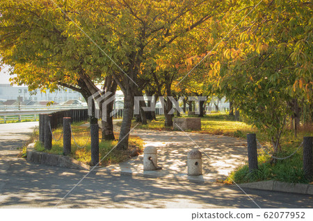 綠樹成蔭的道路，美麗的黃色葉子 62077952