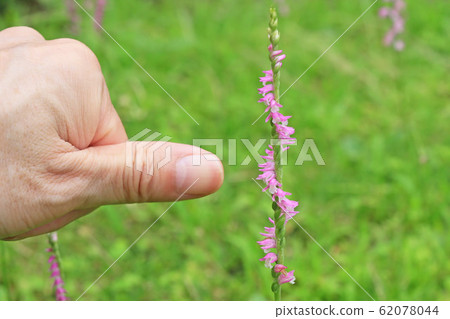 Spiranthes sinensis Spiranthes sinensis 62078044