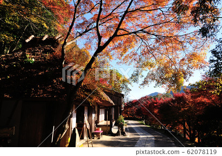 Autumn leaves of Kumano Kodo toga no Kijaya 62078119
