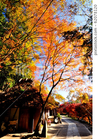 Autumn leaves of Kumano Kodo toga no Kijaya 62078120