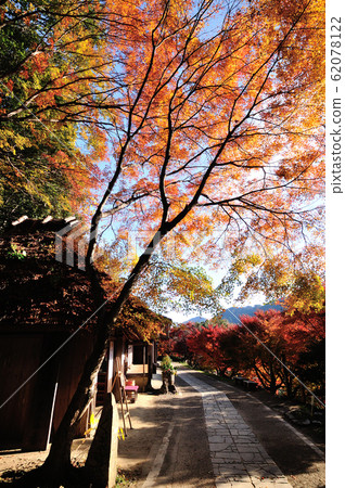 Autumn leaves of Kumano Kodo toga no Kijaya 62078122