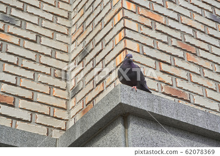 不要錯過雞肉。 62078369