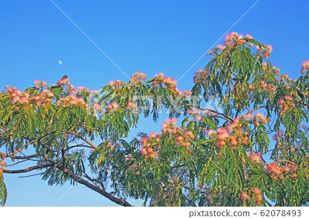 Al葉的特寫 62078493