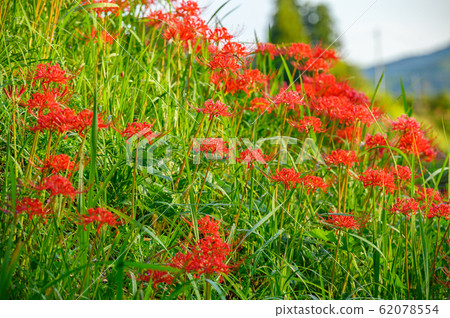 Cluster amaryllis, minosawa cluster amaryllis park, tochigi prefecture, 62078554