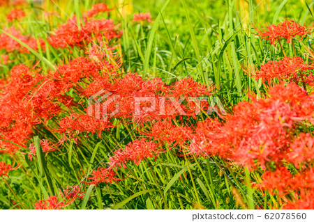 Cluster amaryllis, minosawa cluster amaryllis park, tochigi prefecture, 62078560