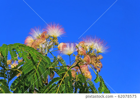 Nemnoki花 Nemnoki花 62078575