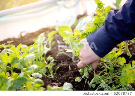 Fresh organic vegetable coriander or cilantro bunch in farm 62078787