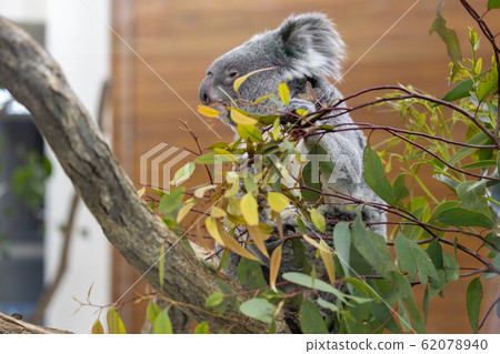 Koala 62078940