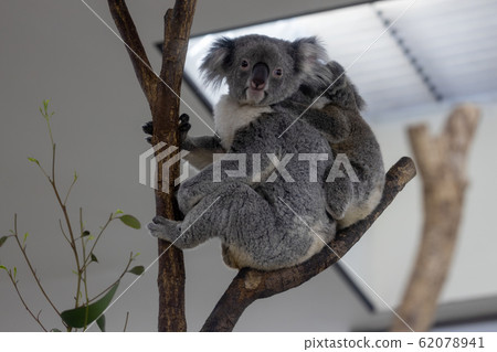 Koala 62078941