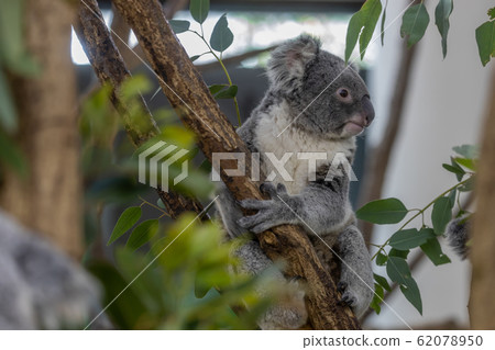 Koala Koala 62078950