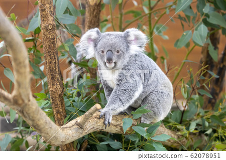 Koala Koala 62078951