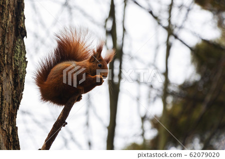 A small gray-orange squirrel sits on a branch in 62079020