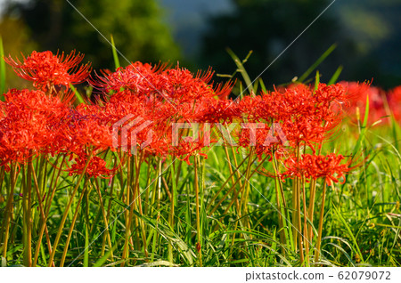 Cluster amaryllis, minosawa cluster amaryllis park, tochigi prefecture, 62079072
