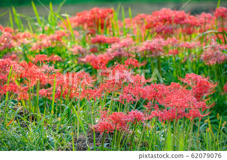Cluster amaryllis, minosawa cluster amaryllis park, tochigi prefecture, 62079076