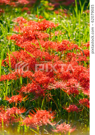 Cluster amaryllis, minosawa cluster amaryllis park, tochigi prefecture, 62079085
