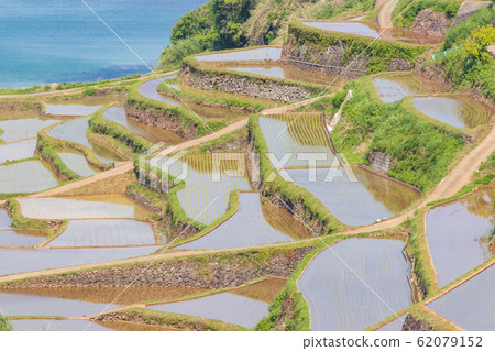 Rice terraces in Hamanoura, Genkai Town, Saga Prefecture Rice terraces in Hamanoura, Genkai Town, Saga Prefecture 62079152