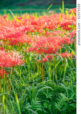 Cluster amaryllis, minosawa cluster amaryllis park, tochigi prefecture, 62079389