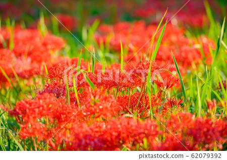 Cluster amaryllis, minosawa cluster amaryllis park, tochigi prefecture, 62079392