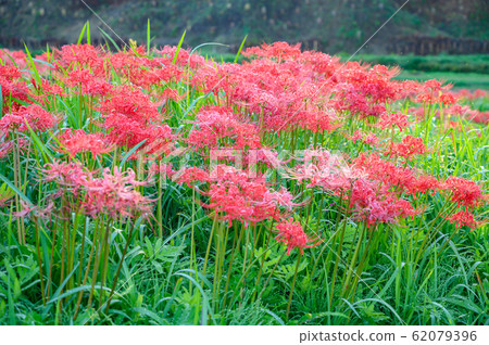 Cluster amaryllis, minosawa cluster amaryllis park, tochigi prefecture, 62079396