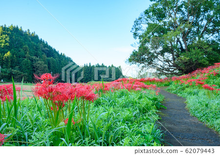 Cluster amaryllis, minosawa cluster amaryllis park, tochigi prefecture, Cluster amaryllis, minosawa cluster amaryllis park, tochigi prefecture, 62079443