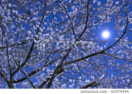 Cherry blossoms at night and full moon 62079494