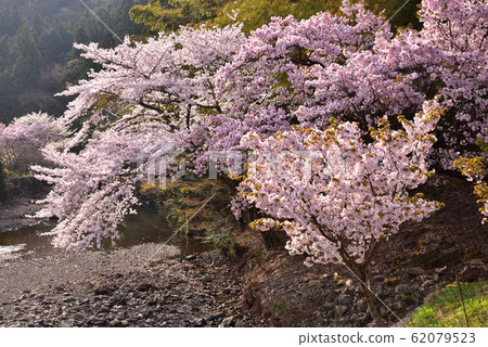 Yokowa Sakura no Sato (Ise City, Mie Prefecture) 62079523