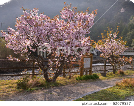 Yokowa Sakura no Sato (Ise City, Mie Prefecture) Yokowa Sakura no Sato (Ise City, Mie Prefecture) 62079527