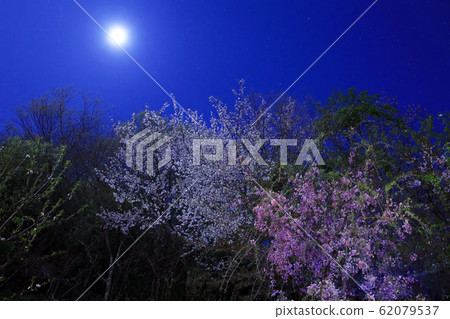 櫻花在月光下 62079537