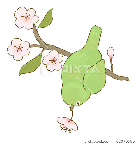 White-eye and cherry 62079599