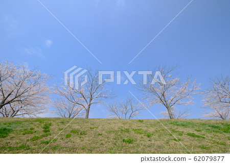 櫻桃樹 62079877