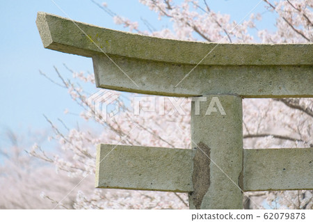 櫻花和Torii Torii 62079878