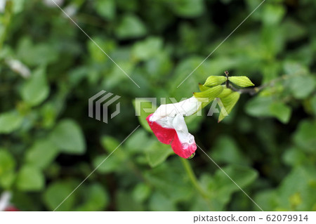 Salvia Microfila Cherry Sage Salvia Salvia Microfila Cherry Sage Salvia 62079914