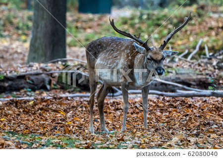 The fallow deer, Dama mesopotamica is a ruminant mammal The fallow deer, Dama mesopotamica is a ruminant mammal 62080040