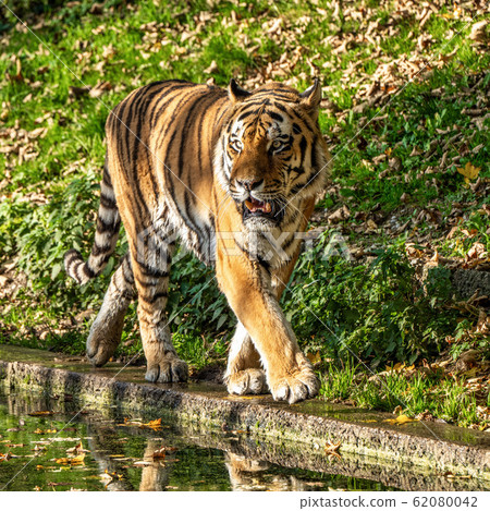 The Siberian tiger,Panthera tigris altaica in the zoo 62080042