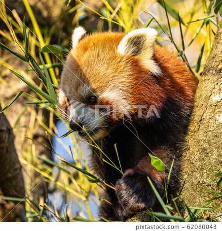 The red panda, Ailurus fulgens, also called the lesser panda. 62080043
