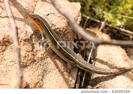 rare lizard warming up in the sun on rock 62080594