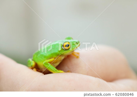 green frog with yellow eyes sitting on womans hand 62080846