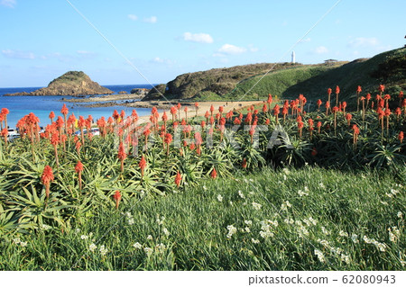 Izu Shimoda Narcissus Festival of Tsumekizaki Izu Shimoda Narcissus Festival of Tsumekizaki 62080943