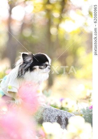 Chihuahua Chihuahua 62080965