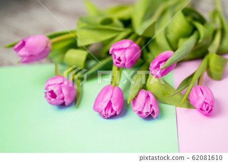 Spring flower pink tulips 62081610