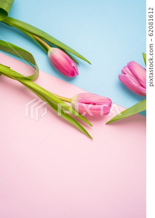 Spring flower pink tulips 62081612