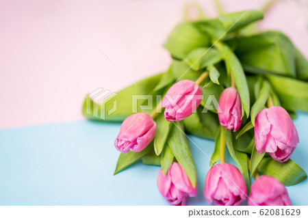 Spring flower pink tulips 62081629