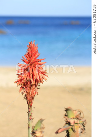 伊豆下田津木蘆薈的蘆薈 伊豆下田津木蘆薈的蘆薈 62081719