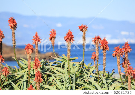 Aloe of Izu Shimoda Tsume Kizaki 62081725