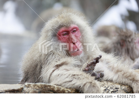 A hot spring snow monkey 62081785