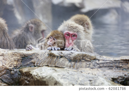 A monkey entering a hot spring with your mother 62081786