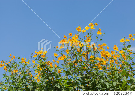 Yellow flowers of chrysanthemum 62082347