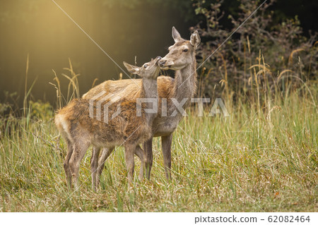 Red deer hind and fawn touching with heads in harmony Red deer hind and fawn touching with heads in harmony 62082464