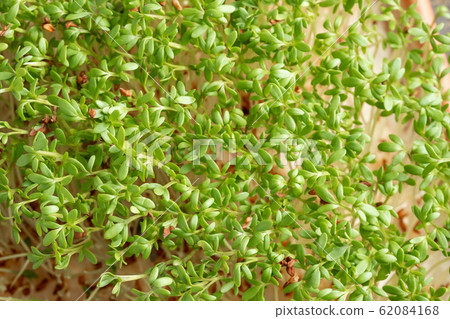 Close up of fresh garden cress micro greens 62084168